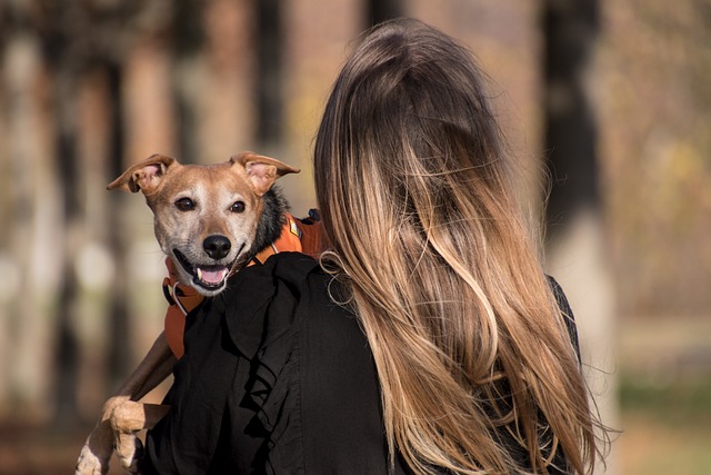 Reliable Dog Walkers: Demanding Quality for Effective Pet Sitting