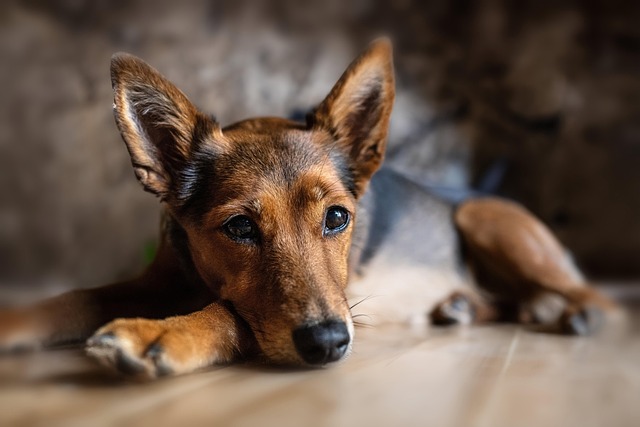 Professionals Find Fulfillment in Pet Sitting and Dog Walking