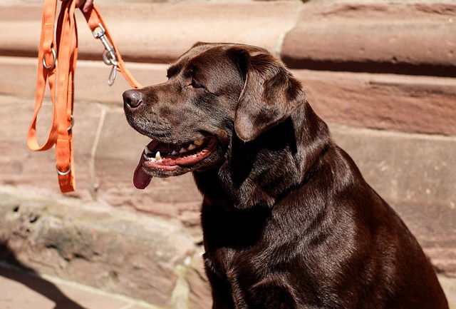 pet-sitting-640x480-19734178.jpeg