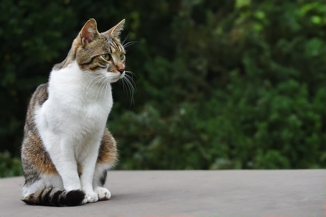 Pet Sitting