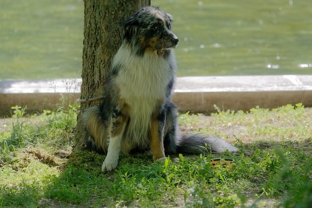pet-sitting-640x480-34294536.jpeg