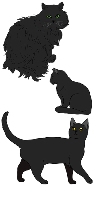 Pet Sitting