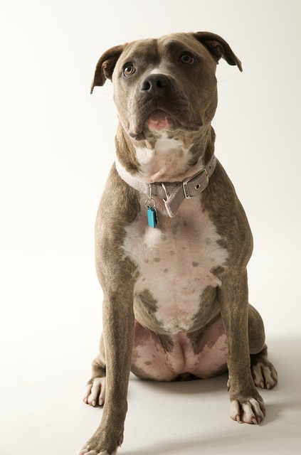 pet-sitting-640x480-39046656.jpeg