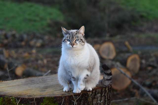 Reliable Dog Walkers: Benefits and Tips for Choosing Quality Care