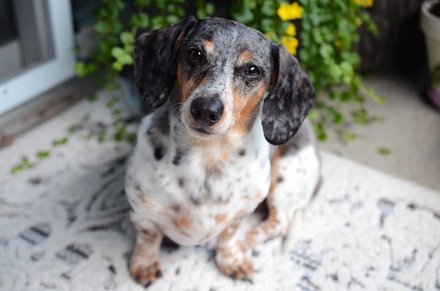 pet-sitting-640x480-45781773.jpeg