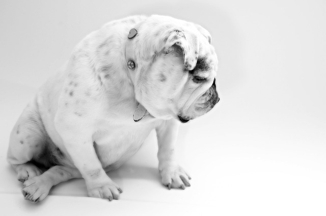pet-sitting-640x480-55945675.jpeg