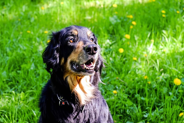 pet-sitting-640x480-71426884.jpeg
