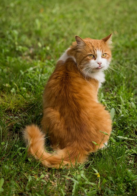 pet-sitting-640x480-78427648.jpeg