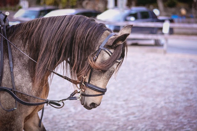 Streamline Your Savannah Airport Transfers: Private Transport for Professionals