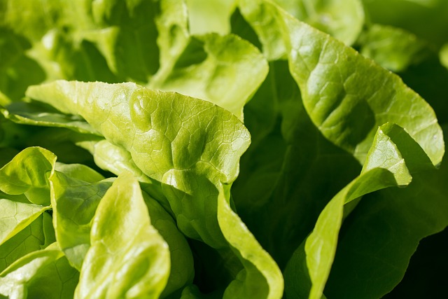Navigating Local Food Delivery: Meal Preparation and Subscription Options