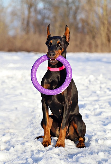 Pet Sitting & Dog Walking: Ideal Careers for Animal Lovers