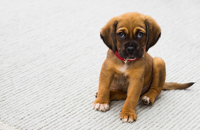 Dog Walking Services: Relieving Busy Pet Owners’ Stress