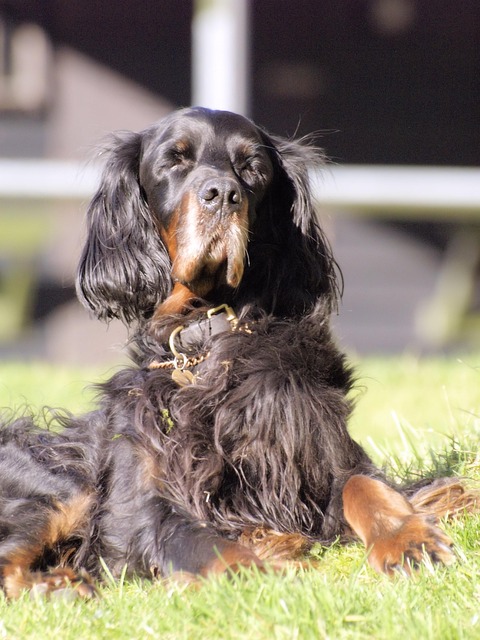 Reliable Dog Walkers: Ensuring Quality Care for Your Furry Friend