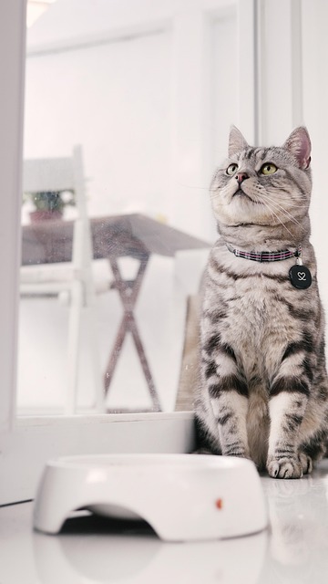 pet-sitting-640x480-92862639.jpeg