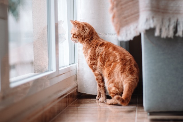 pet-sitting-640x480-99270931.jpeg