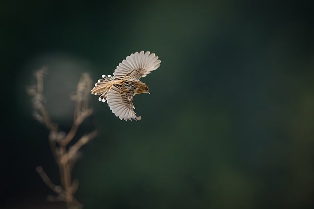 Flight Connection
