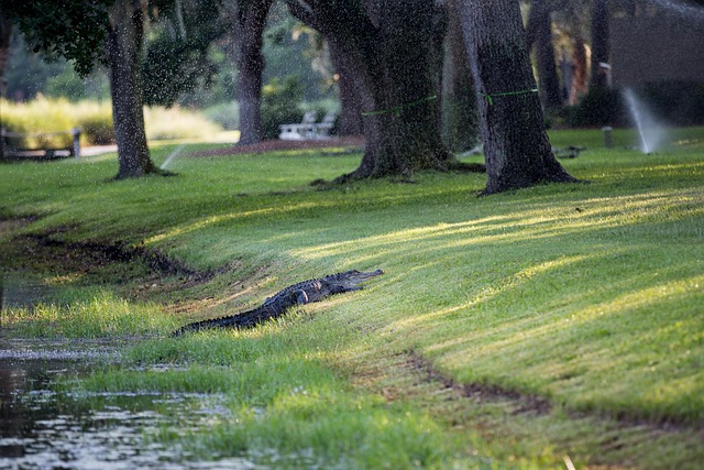 Hilton Head Weather Damage