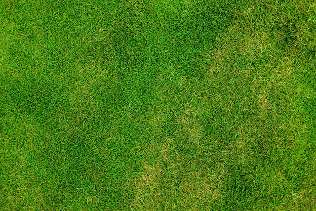 lawn-care-640x480-72041850.jpeg