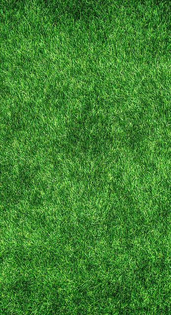 lawn-care-640x480-98728934.jpeg