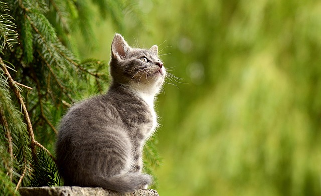 pet-sitting-640x480-28810237.jpeg