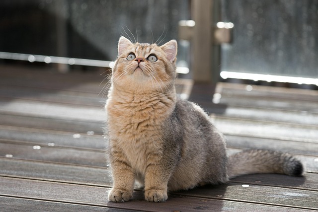 pet-sitting-640x480-37967077.jpeg