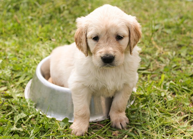 Pet Sitting