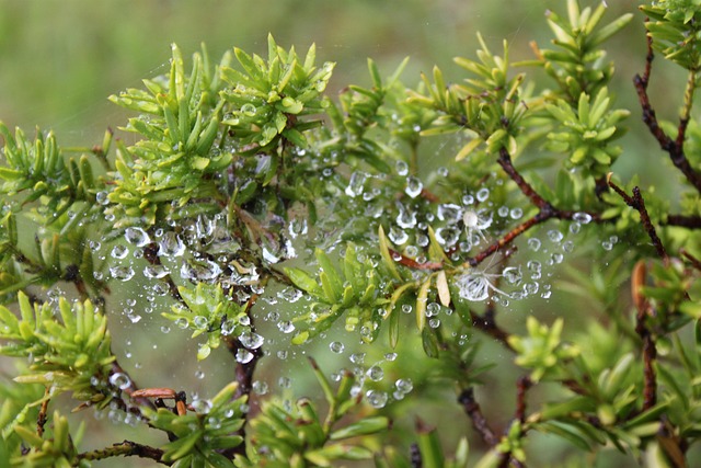 rainwater-control-640x480-24467461.jpeg