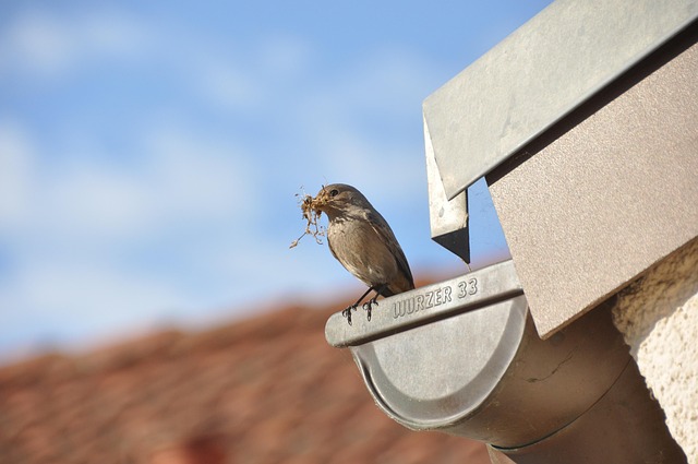 Sagging Gutters
