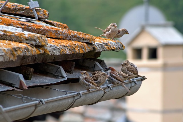 Clogged Gutters
