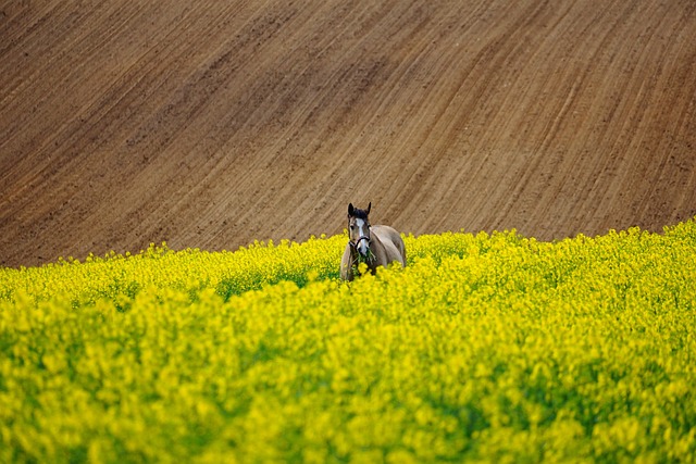 elegant-ride-640x480-38288990.jpeg