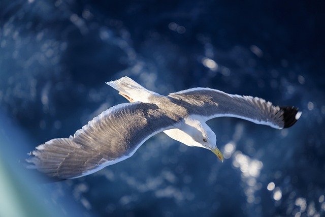 Flight Connection