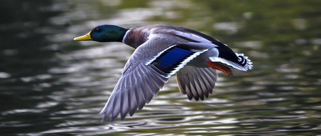 Flight Connection