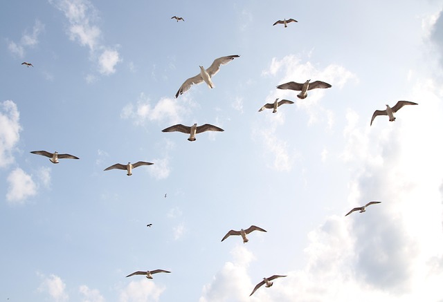 Flight Connection