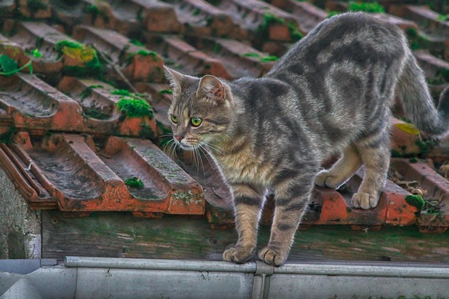 Gutter Fastening