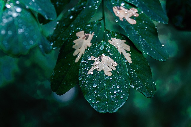 hilton-head-rain-systems-640x480-33857142.jpeg