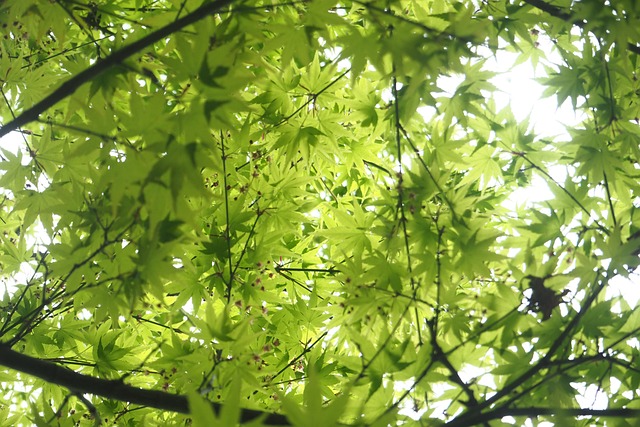 Leaf Protection