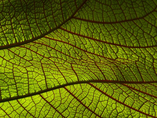Leaf Protection