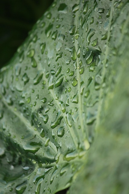 Leaf Protection