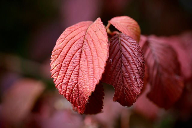 Leaf Protection