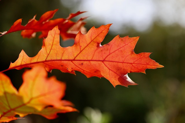 Leaf Protection