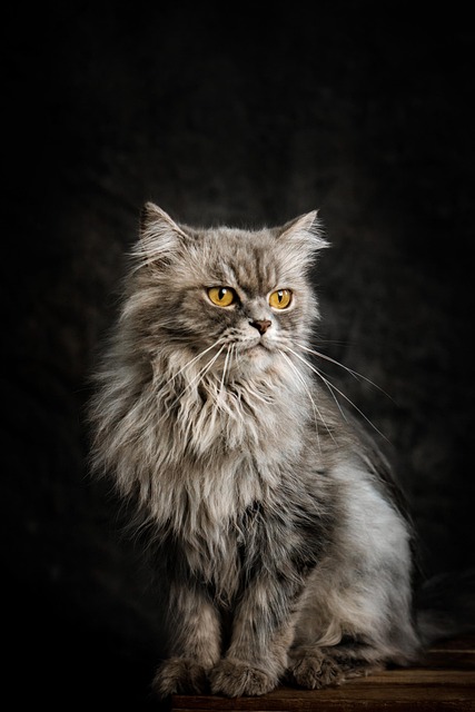 pet-sitting-640x480-34818763.jpeg