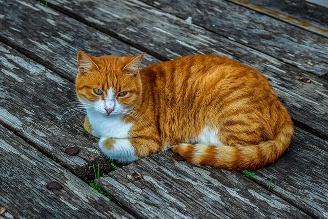 pet-sitting-640x480-4635481.jpeg