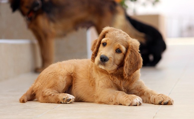 pet-sitting-640x480-51220818.jpeg