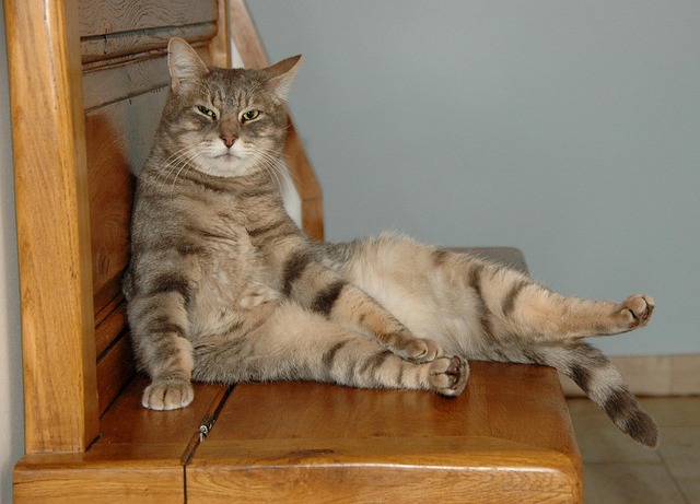 pet-sitting-640x480-66412168.jpeg