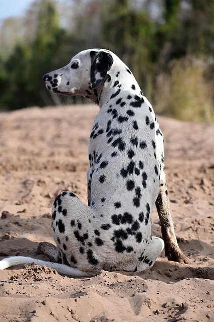 pet-sitting-640x480-71763580.jpeg
