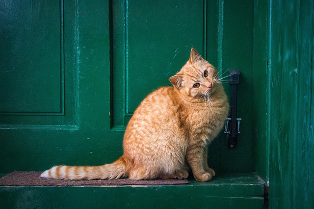 pet-sitting-640x480-86256123.jpeg