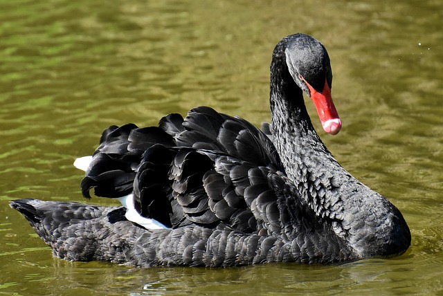 elegant-ride-640x480-70251603.jpeg