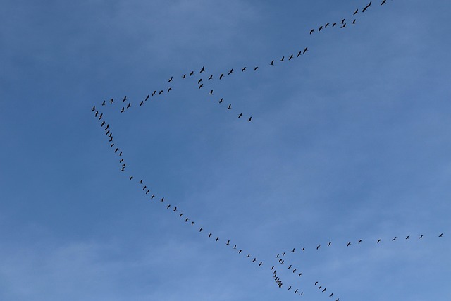 Flight Connection