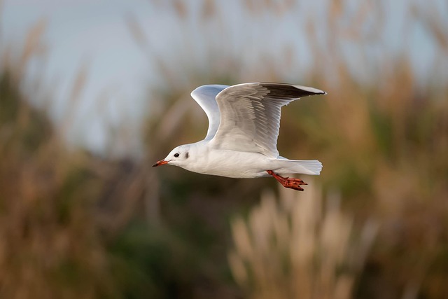 Flight Connection