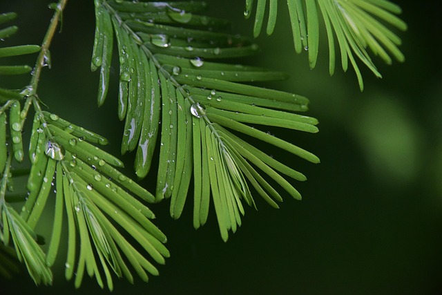 Protect Your Hilton Head Home: Stop Gutter Overflows Now